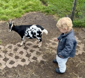 Peuter met geit op kinderboerderij in het gooi