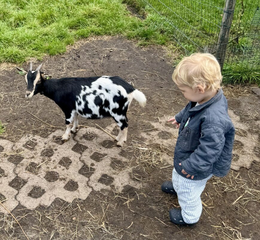 Peuter met geit op kinderboerderij in het gooi